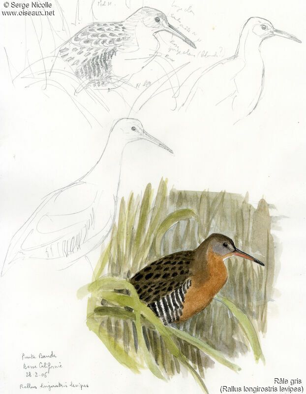 Mangrove Rail, identification