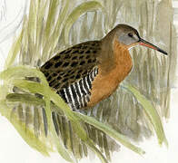 Mangrove Rail