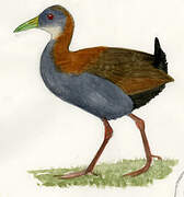 Slaty-breasted Wood Rail