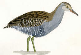 Slaty-breasted Rail