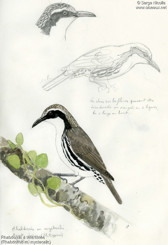 Stripe-headed Rhabdornis, identification
