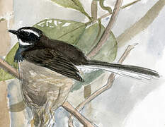 White-throated Fantail