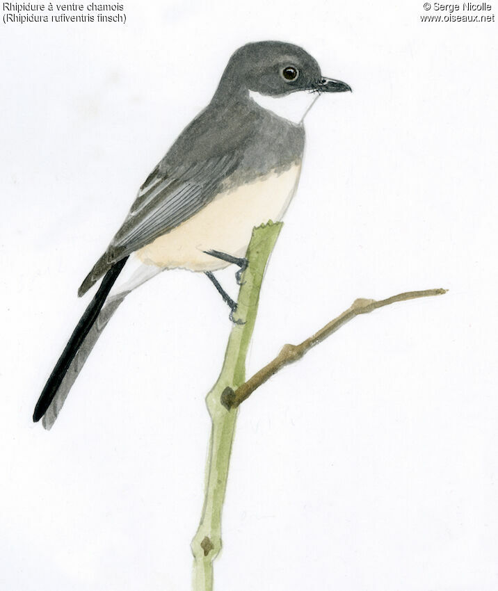 Northern Fantail, identification