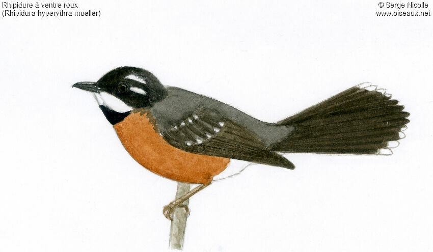 Chestnut-bellied Fantail, identification