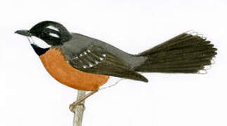 Chestnut-bellied Fantail