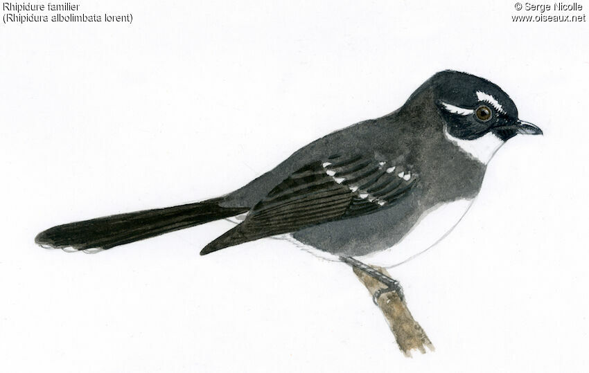 Friendly Fantail, identification