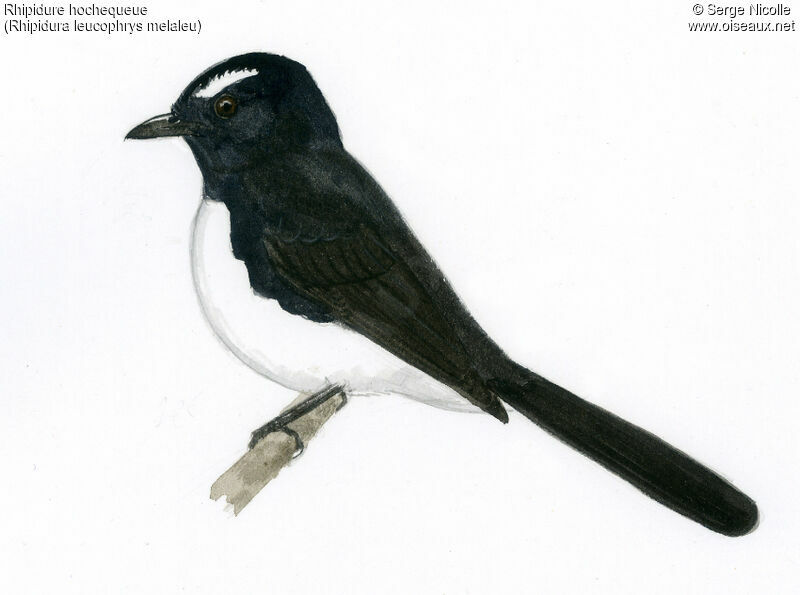 Willie Wagtail, identification