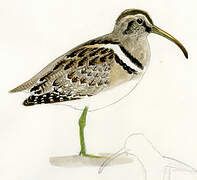 South American Painted-snipe