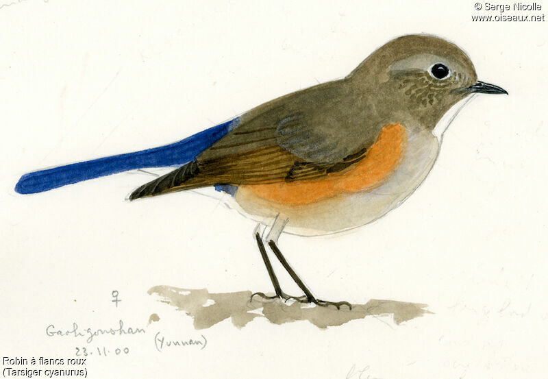 Red-flanked Bluetail female, identification