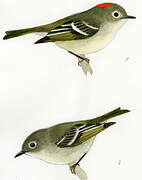 Ruby-crowned Kinglet