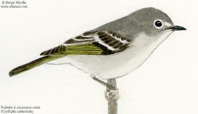 Ruby-crowned Kinglet female, identification