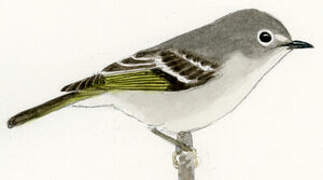 Ruby-crowned Kinglet