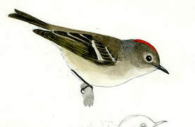 Ruby-crowned Kinglet