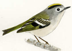 Goldcrest