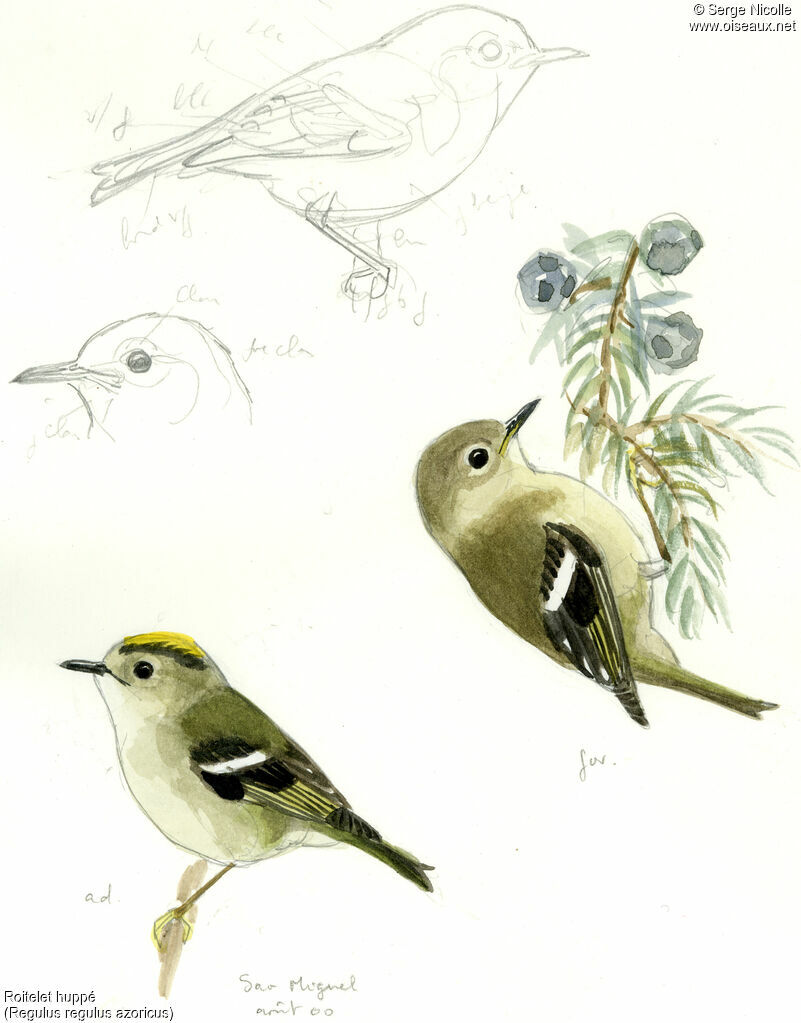 Goldcrest, identification