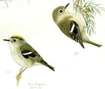 Goldcrest