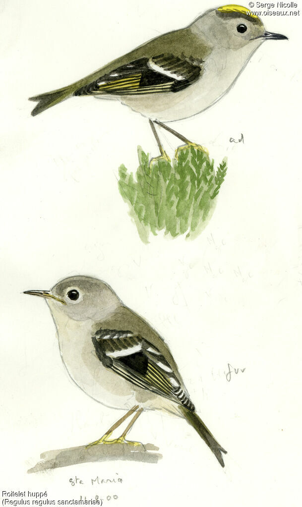 Goldcrest, identification