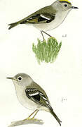 Goldcrest