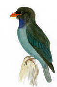 Oriental Dollarbird