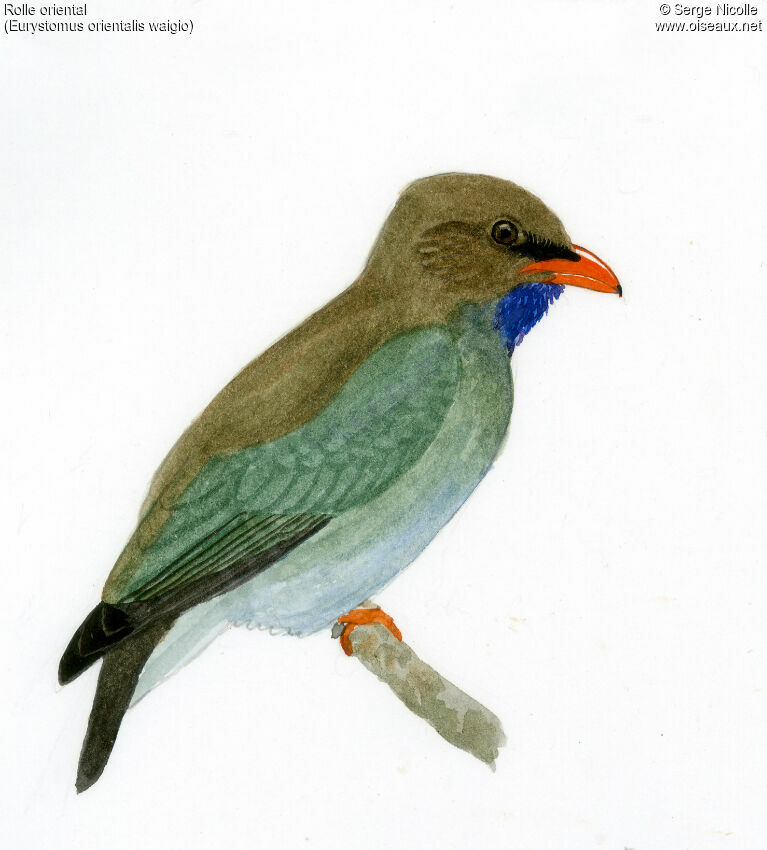 Oriental Dollarbird, identification