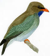 Oriental Dollarbird