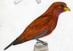 Broad-billed Roller