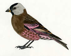 Asian Rosy Finch