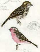 Himalayan White-browed Rosefinch