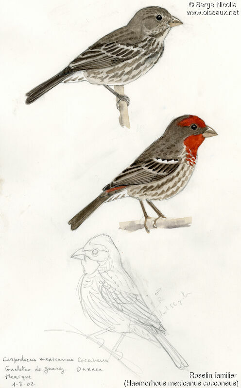 House Finch , identification