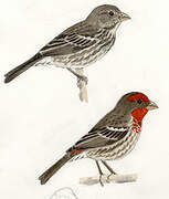 House Finch