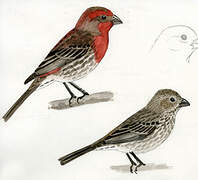 House Finch