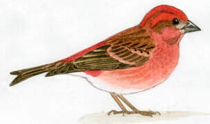 Purple Finch