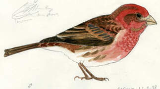 Purple Finch