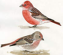 Pallas's Rosefinch