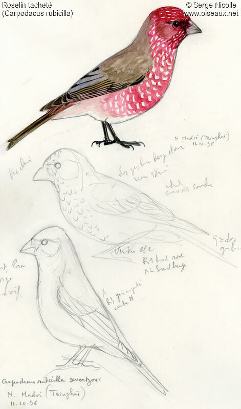Great Rosefinch, identification