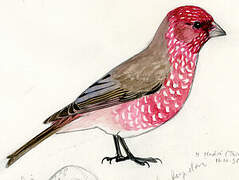 Great Rosefinch