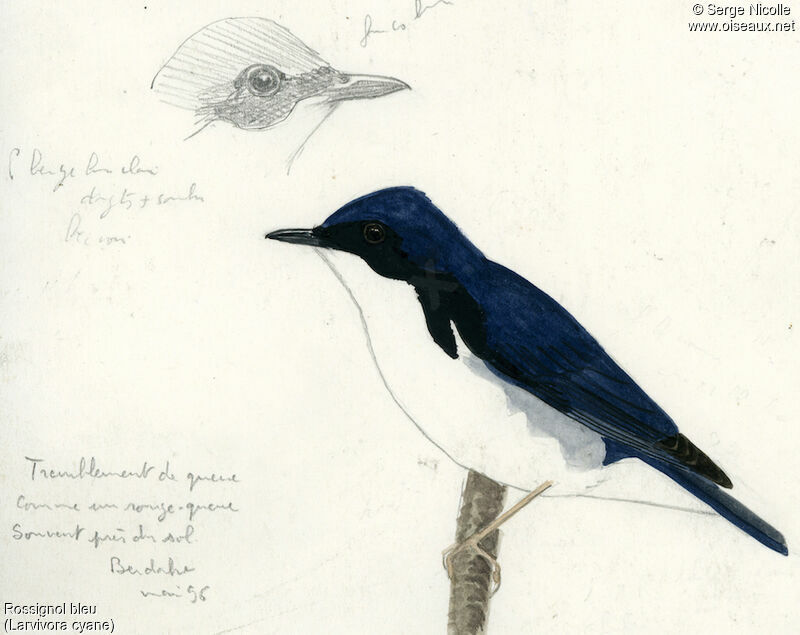 Rossignol bleu mâle, identification