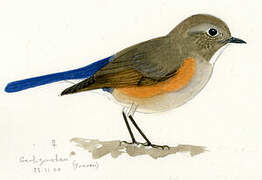 Himalayan Bluetail