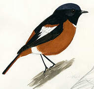 White-throated Redstart