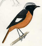 Daurian Redstart