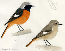 Daurian Redstart