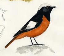 Güldenstädt's Redstart