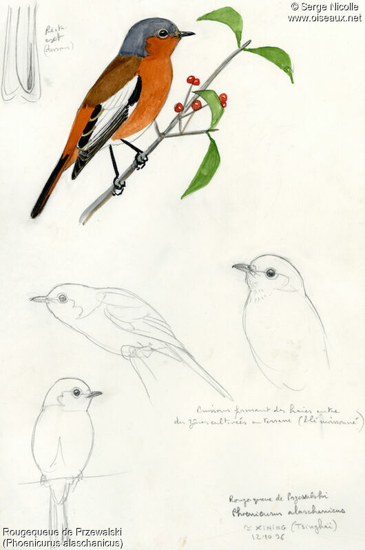 Przevalski's Redstart male, identification
