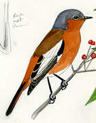 Przevalski's Redstart