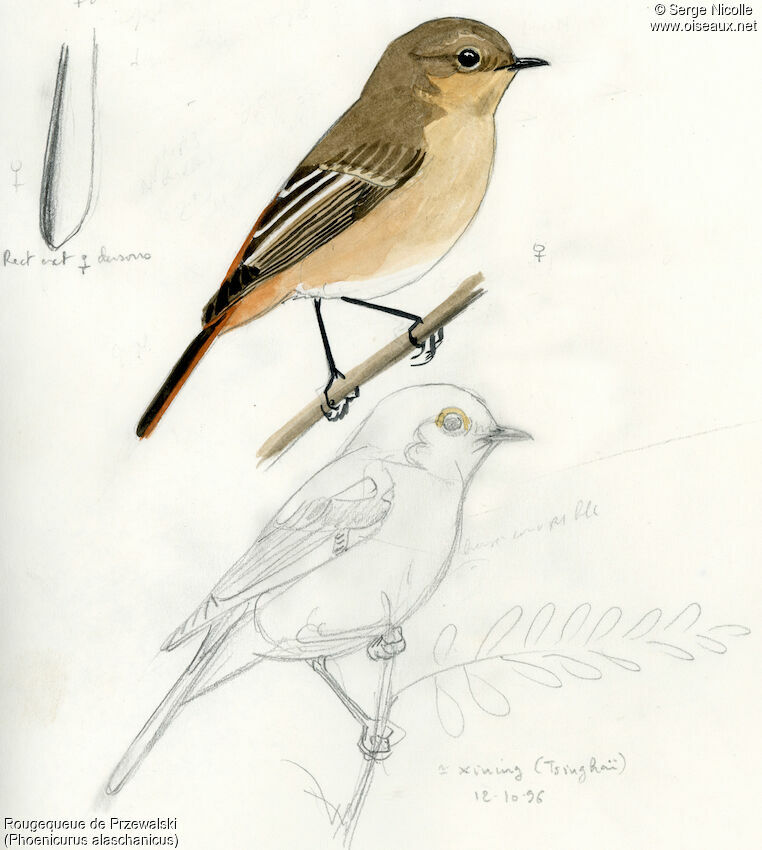 Przevalski's Redstart female, identification