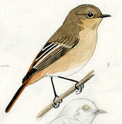 Przevalski's Redstart