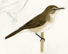 Lesser Swamp Warbler