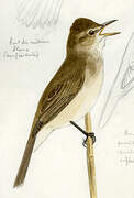 Oriental Reed Warbler