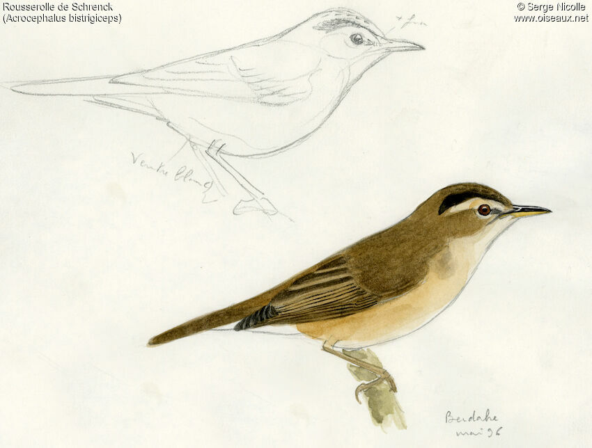 Black-browed Reed Warbler, identification