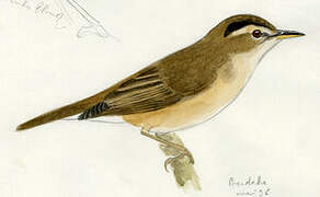 Black-browed Reed Warbler